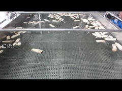 Mushroom Bubble Cleaning Machine